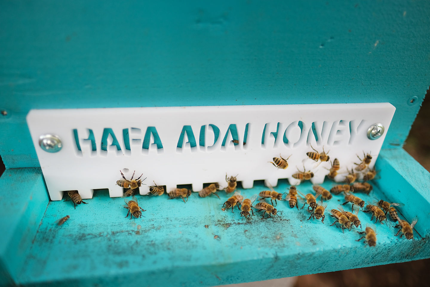 Guam’s sweetest secret: locally grown Hafa Adai Honey